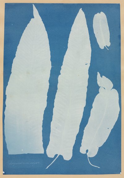 スコロペンドリウム ウルガレ 作： Anna Atkins