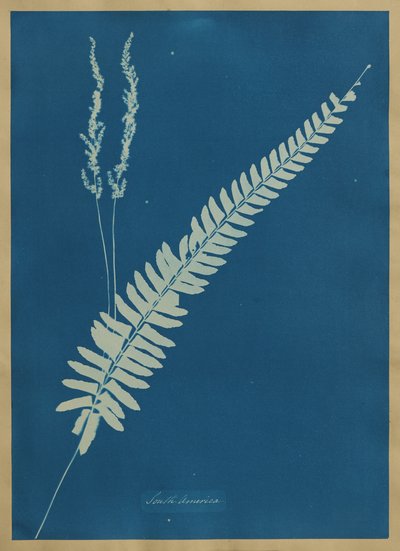  作： Anna Atkins