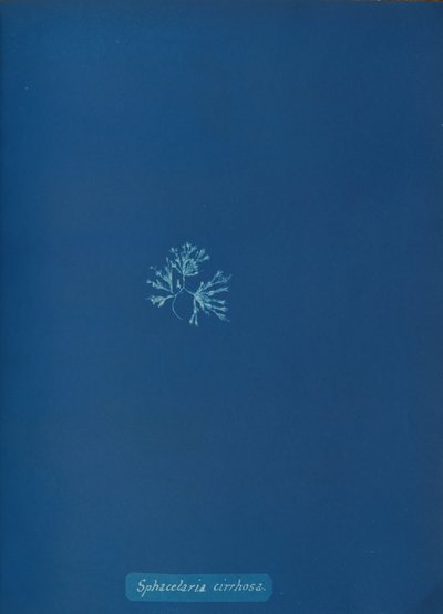 Sphacelaria cirrhosa、カリフォルニア州。 1853年。 作： Anna Atkins
