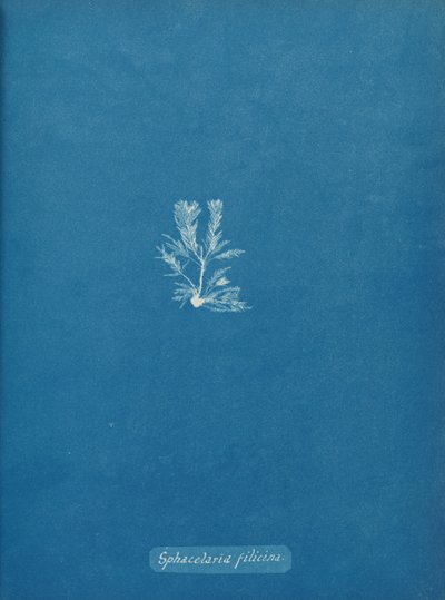 Sphacelaria filicina、カリフォルニア州。 1853年。 作： Anna Atkins
