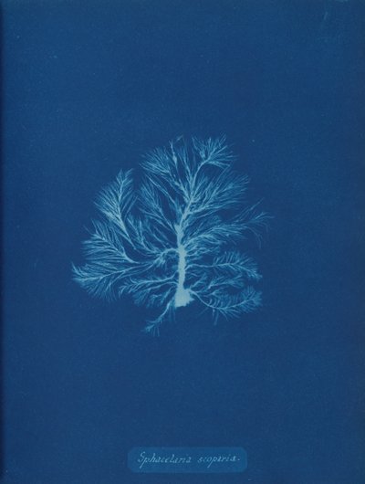 Sphacelaria scoparia、約。 1853年。 作： Anna Atkins