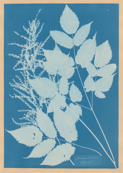 Spiraea aruncus（チロル） 作： Anna Atkins