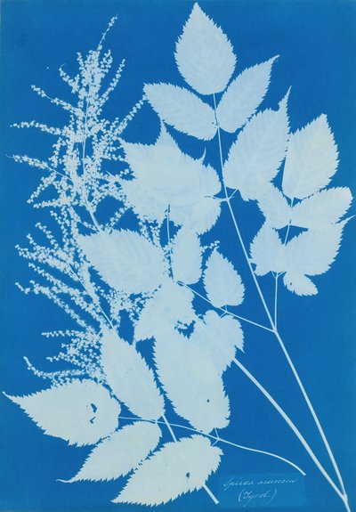 Spiraea arcus チロル、1851-54。 作： Anna Atkins