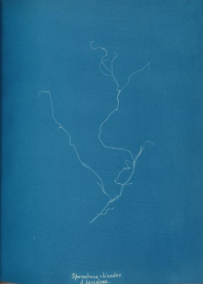 Sporochnius rhizodes ß paracloxa, ca. 1853年。 作： Anna Atkins