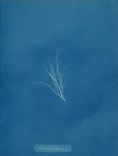 Striaria attenuata、カリフォルニア州。 1853年。 作： Anna Atkins
