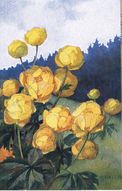 黄色い花、ポストカード、1940年代 作： Anna Haller