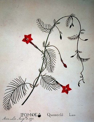 ヒノキのつる：Ipomoea quomoclit 作： Anna Lee