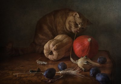 好奇心旺盛な猫の収穫 作： Anna Petina