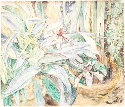 ラン、植物園、ピサ 作： Anna Syberg