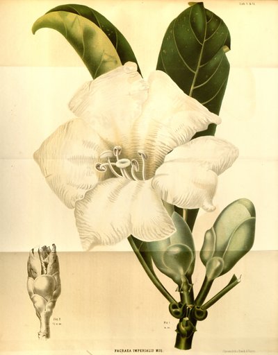 Fagraea imperialialis 作： Annales Musei botanici lugduno batavi