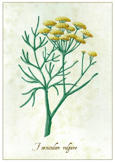 Foeniculum vulgare, 2015（グワッシュ） 作： Annalisa Morrocco