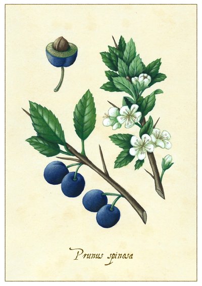Prunus spinosa, 2015（グワッシュ） 作： Annalisa Morrocco