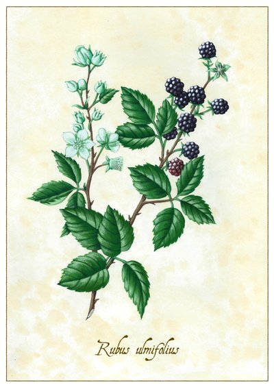 Rubus ulmifolius、2015年（ガッシュ） 作： Annalisa Morrocco