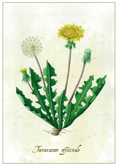 Taraxacum officinale, 2015（グワッシュ） 作： Annalisa Morrocco