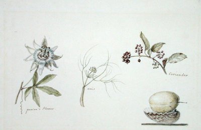 パッションの花、アニス、コリアンダー 作： Anne Marguerite Hyde de Neuville