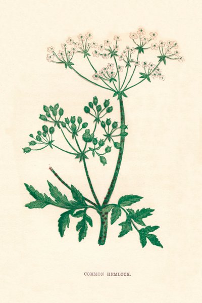 コモンヘムロック、c1891、1891 作： Anne Pratt