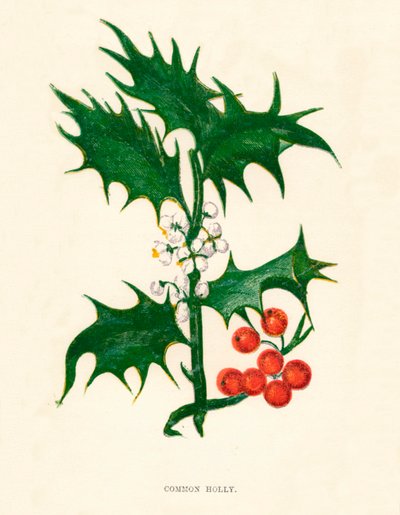 Common Holly、c1891、1891 作： Anne Pratt