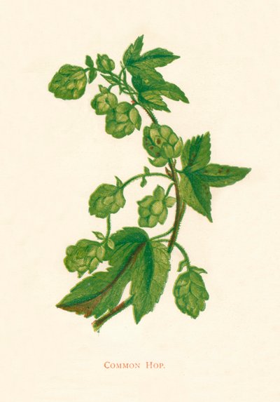 Common Hop、c1891、1891 作： Anne Pratt