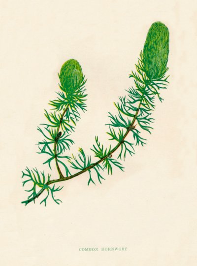 Common Hornwort、c1891、1891 作： Anne Pratt