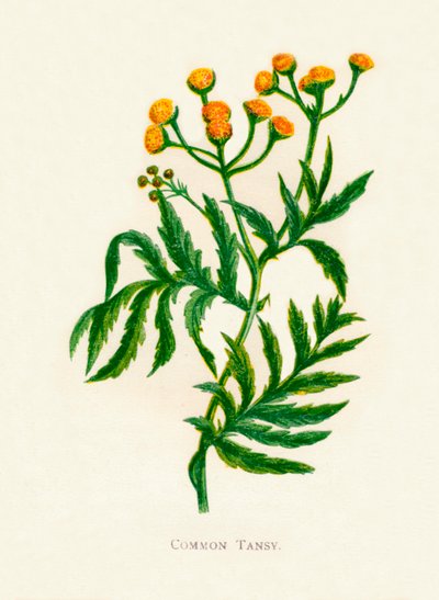 Common Tansy、c1891、1891 作： Anne Pratt