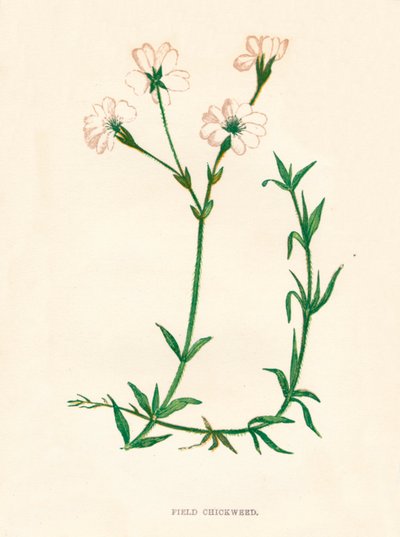 フィールドハコベ、1891年、1891年 作： Anne Pratt