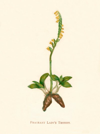 フレグランスレディーストレス、c1891、1891 作： Anne Pratt