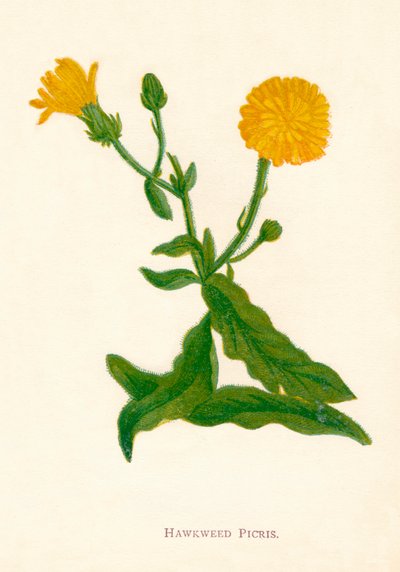 ホークウィードピクリス、1891年、1891年 作： Anne Pratt