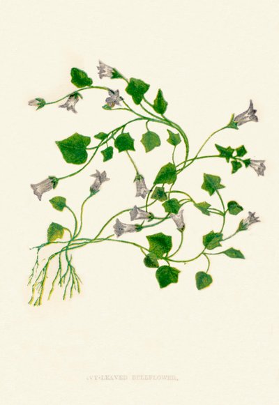 アイビーの葉のベルフラワー、c1891、1891 作： Anne Pratt