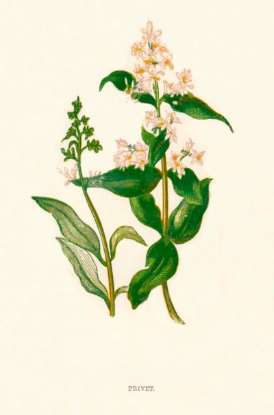 プリベット、c1891、1891 作： Anne Pratt