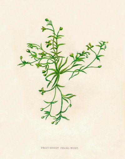 Procumbent Pearl-Wort、c1891、1891 作： Anne Pratt