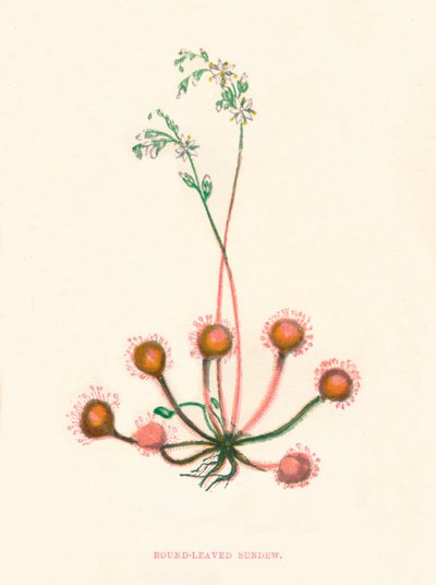 ラウンドリーブドサンデュー、c1891、1891 作： Anne Pratt