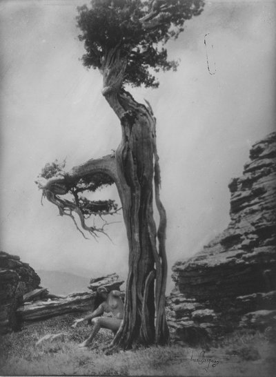 無題（杉の根元のヌード） 作： Anne W. Brigman