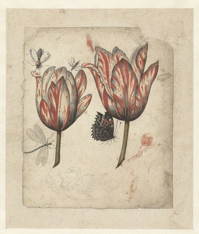 2 つのチューリップといくつかの昆虫の葉 作： Anonymous