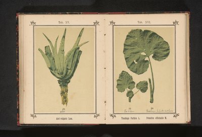 フキタンポポの葉とフキタンポポの葉 Tussilago Farfara L. Petasites officinalis M. (オブジェクトのタイトル) 作： Anonymous