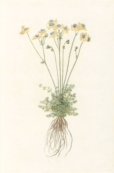 根を持つ顕花植物 作： Anonymous