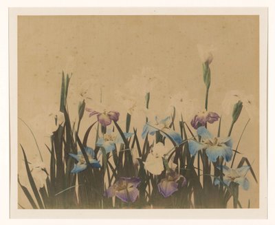アイリスのある花の静物 作： Anonymous