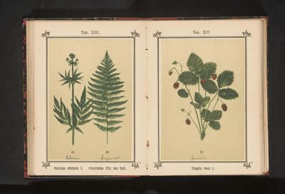 ボサードベイ Fragaria vesca L. (オブジェクトのタイトル) 作： Anonymous