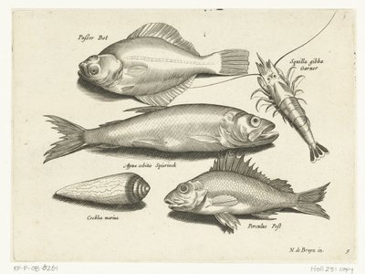 ヒラメ、エビ、ワカサギ、ポス Libelivs varia Genera piscium complectens (シリーズタイトル) 淡水魚・海魚・カエル・甲殻類・海の生き物（連載タイトル） 作： Anonymous