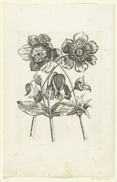 ドライフラワー New Flower Icons (連載タイトル) 作： Anonymous