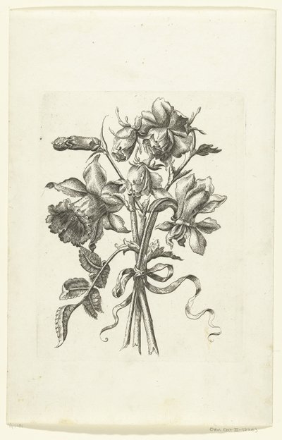 水仙とカーネーションを含む 3 つの花 Novae Florum Icones (シリーズタイトル) 作： Anonymous