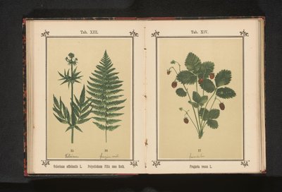 本物のバレリアンとオスのシダの枝 Valeriana officinalis L. Polystichum Filix mas Roth (オブジェクトのタイトル) 作： Anonymous