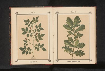 エイケンタク Quercus pedunculata Ehrh. (オブジェクトのタイトル) 作： Anonymous