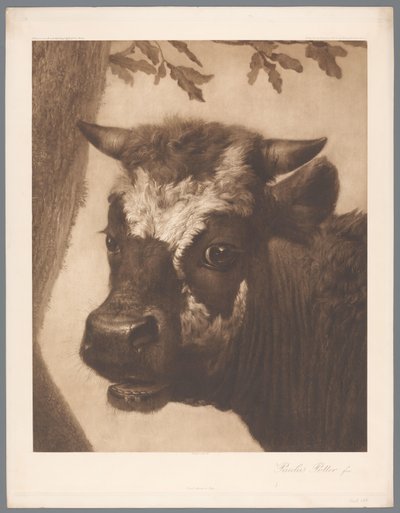 パウルス・ポッターの雄牛の絵の詳細の写真複製、coll。 マウリッツハイス 1902 - いいえ。 15. /ケーニグル。 Museum im Haag (シリーズタイトル) 作： Anonymous