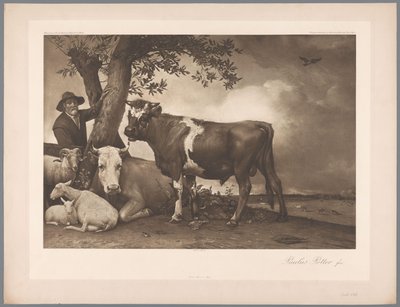 パウルス・ポッターの雄牛の絵画の写真複製、coll。 マウリッツハイス 1904年 - いいえ。 54. /ケーニグル。 Museum im Haag (シリーズタイトル) 作： Anonymous