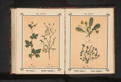 イエローエイヴンズと本物のカモミール Geum Urbanum L. Matricaria Chamomilla L. (オブジェクトのタイトル) 作： Anonymous
