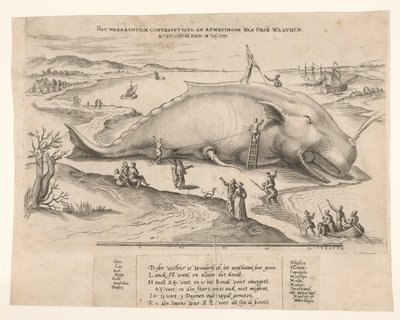 アントワープで座礁したクジラ、1577 年 1577 年 7 月 2 日のこの [n] クジラ、ghevanghe[n] の真の対立と寸法 (オブジェクトのタイトル) 作： Anonymous