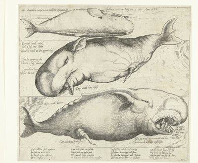 アントワープで座礁したクジラ、1577 年 Ware ung eigentliche contrafactur eines wallfisches gefangen in der scheldt nitt weit von Antorff Am 2 Julij. Anno 1577 (オブジェクトのタイトル) 作： Anonymous