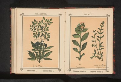 斑点のあるツツジと一般的な豚草 Pulmonaria officinalis L. Polygonum aviculare L. (オブジェクトのタイトル) 作： Anonymous
