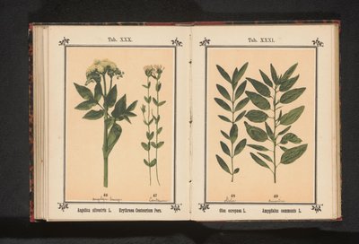 アンジェリカとリアル センチュリー Angelica silvestris L. Erythraea Centaurium Pers (オブジェクトのタイトル) 作： Anonymous