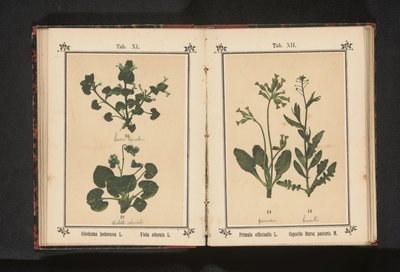 金色のサクラソウと羊飼いの財布 Primula officinalis L. Capsella Bursa pastoris M. (オブジェクトのタイトル) 作： Anonymous